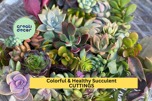 40 Colorful Succulent Cuttings | Mixed Variety Pack | Vibrant, Healthy Unrooted Clippings | DIY Arrangements & Gifts