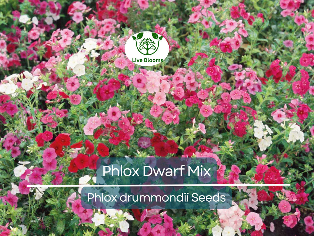 200 Phlox Dwarf Mix Seeds - Heirloom Non-GMO Spring Blooms, 12" Tall, Rock Gardens, Perennial, Phlox drummondii, Garden Flower