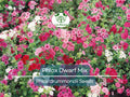 200 Phlox Dwarf Mix Seeds - Heirloom Non-GMO Spring Blooms, 12" Tall, Rock Gardens, Perennial, Phlox drummondii, Garden Flower