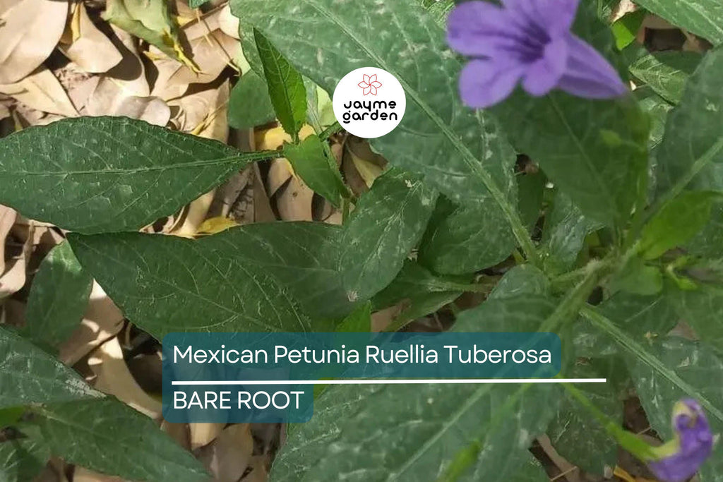 Mexican Petunia Ruellia Tuberosa, 2 Live Bare Root Plants, Rare & Exotic Purple, Perfect for Gardens, Shrubs and Outdoor Spaces