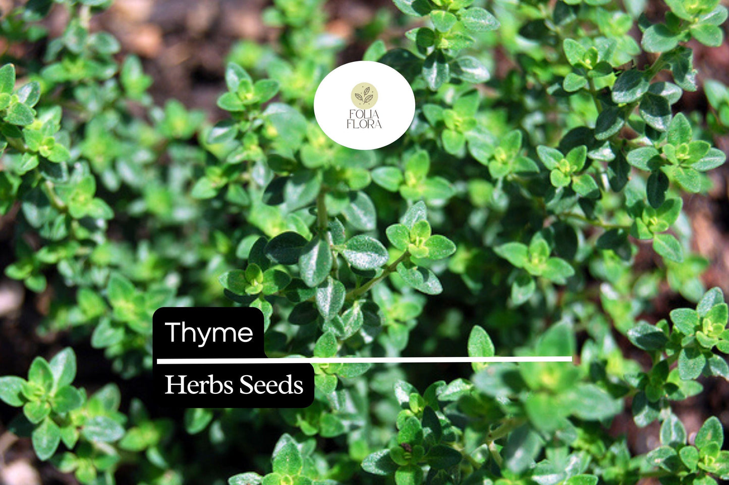 1100 Seeds Thyme (Thymus vulgaris) – Culinary Herb for Cooking, Seasoning, and Pollinator-Friendly Gardens