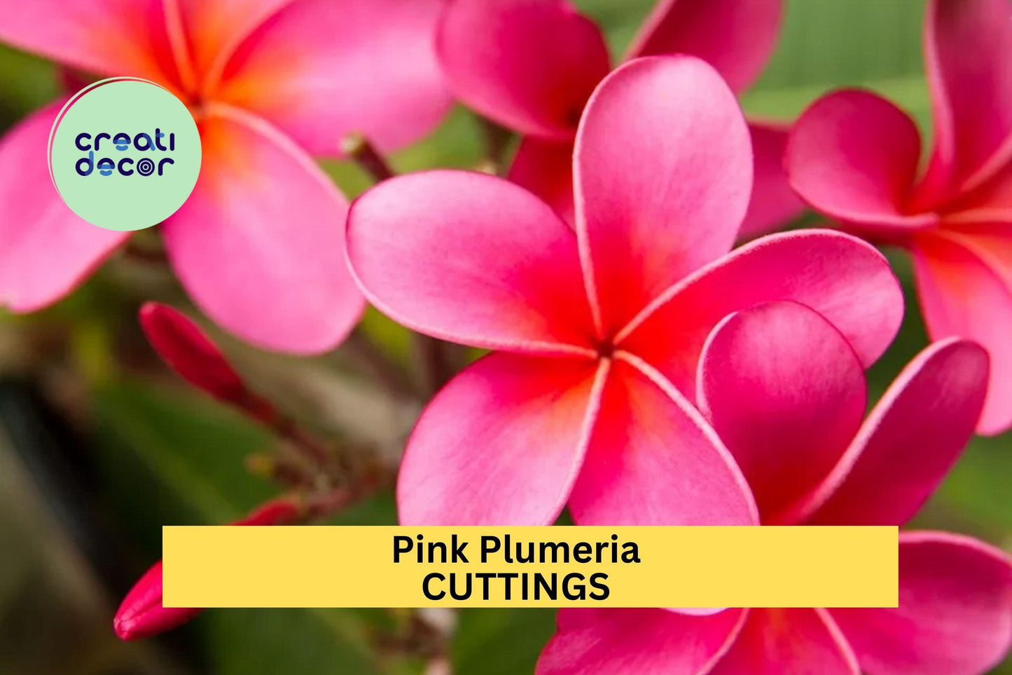 Pink Plumeria Cutting 10" – Fresh Single Head Unrooted Starter for Garden or Pot, Tropical Flower Tree with Fragrant Blooms – USA