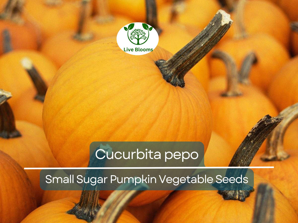 5 Seeds Small Sugar Pumpkin – Cucurbita pepo | Heirloom Pumpkin Seeds for Planting, Gardening, Baking & Decorative Use