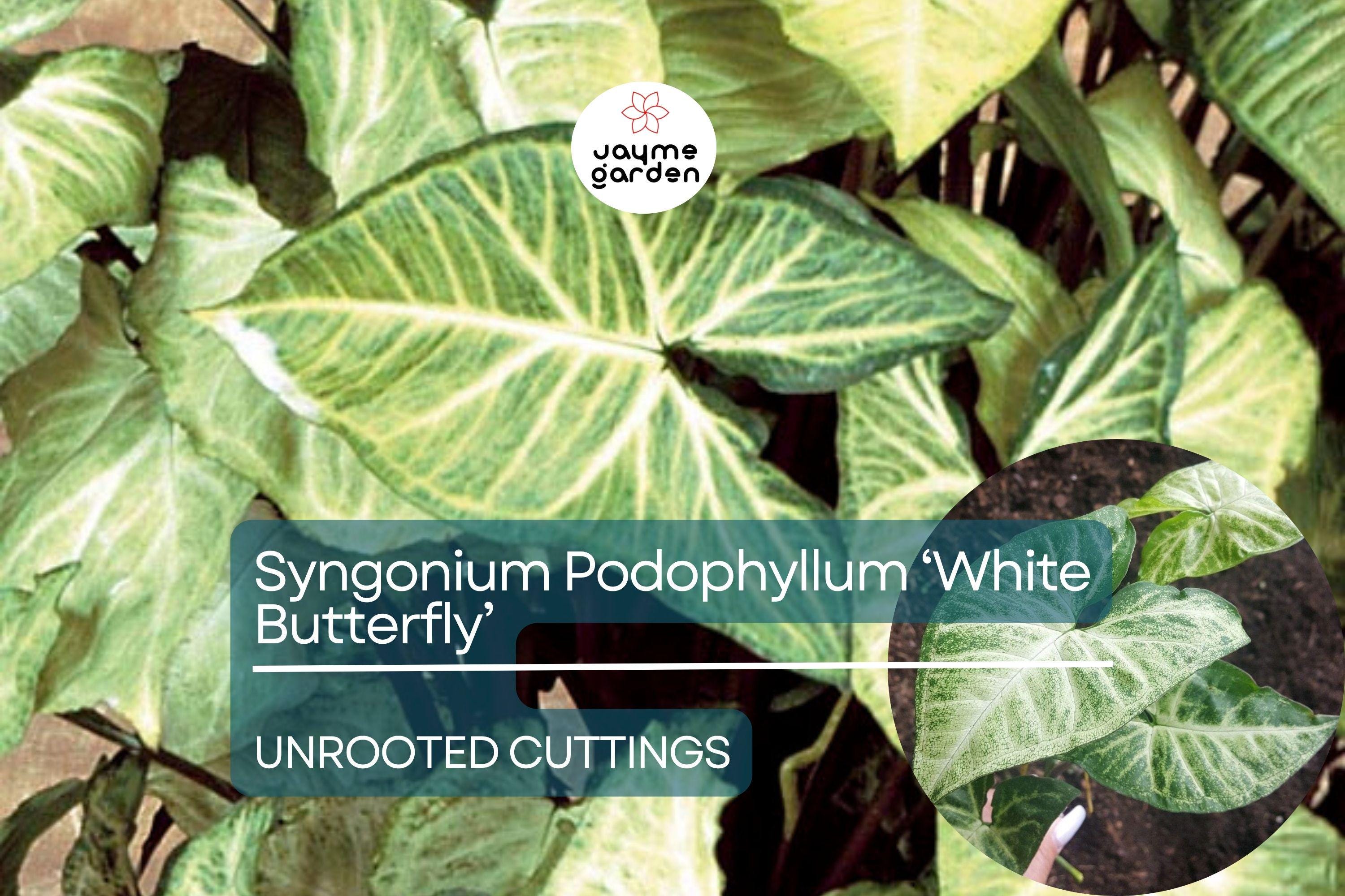 1 Syngonium Podophyllum ‘White Butterfly’ - 7" Unrooted Cutting - Arrowhead Plant for Indoor Decor, Terrariums & Tropical Houseplants