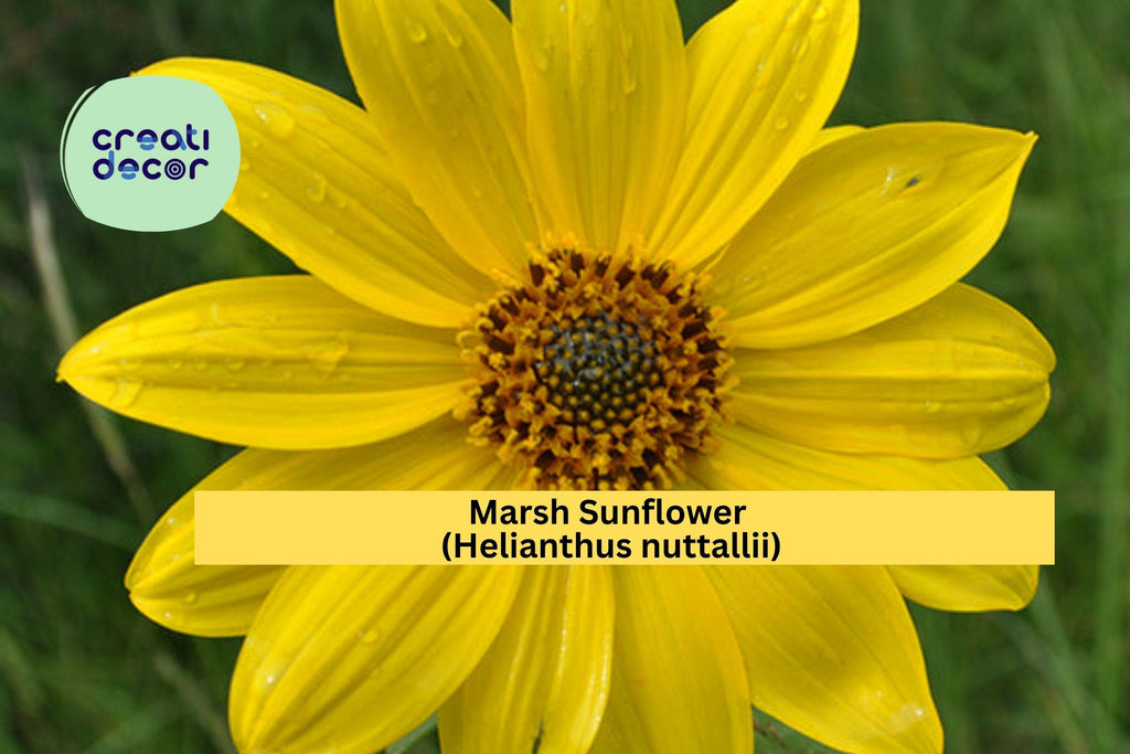Marsh Sunflower Seeds (Helianthus nuttallii) – 40 Native Wildflower Seeds | Tall Yellow Blooms | Wet Soil | Pollinator Friendly