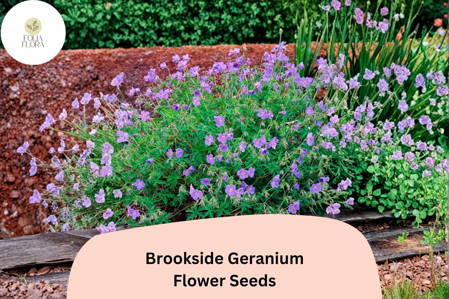 25+ Brookside Geranium Seeds | Hardy Perennial Purple Cranesbill | Long-Blooming Garden Flower