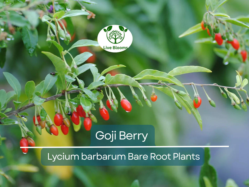 1 Goji Berry Lycium barbarum Bare Root Plants (Wolfberry) - Superfruit Shrub, Hardy Perennial, Non-GMO