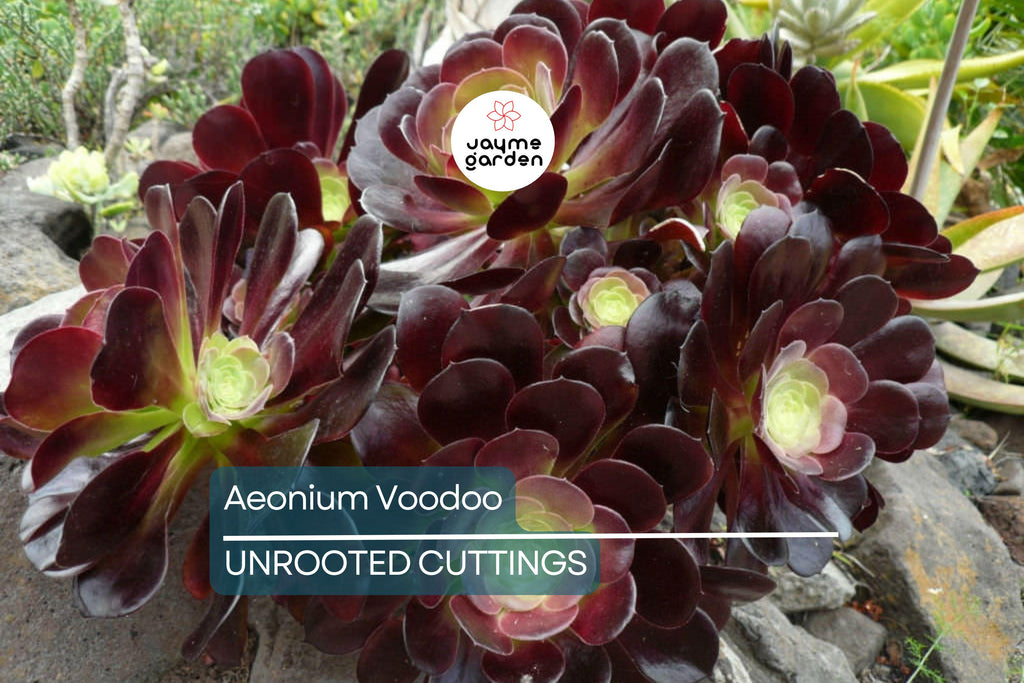 Aeonium ‘Voodoo’ Cutting | Rare Succulent with Deep Purple Rosettes | Easy to Grow