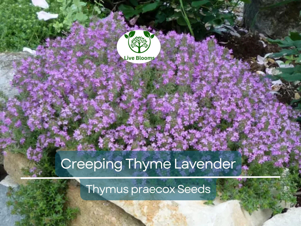 1000 Seeds Creeping Thyme Lavender Groundcover, Perennial Purple Flowers, Non-GMO, Thymus praecox
