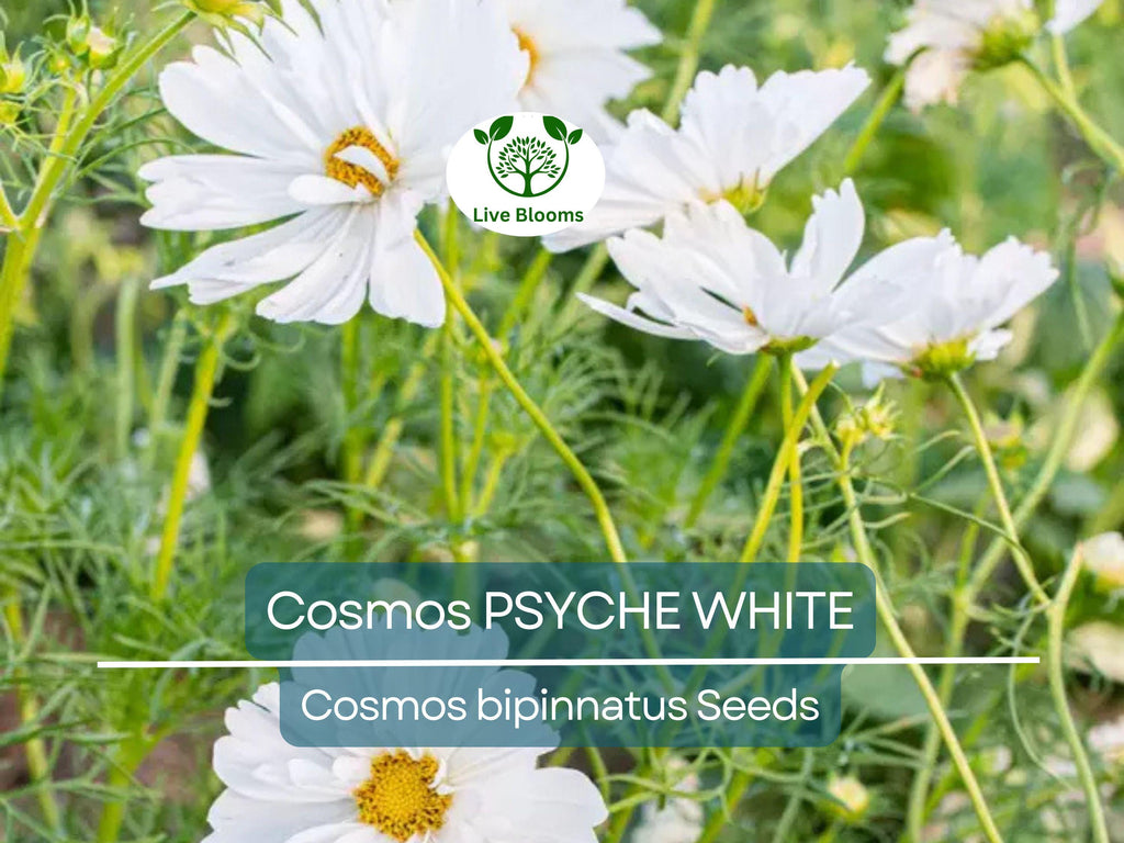 100 Cosmos Psyche White Seeds – Unique Ruffled White Blooms | Attracts Bees & Butterflies | Organic Non-GMO | Cosmos Bipinnatus