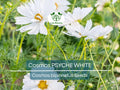 100 Cosmos Psyche White Seeds – Unique Ruffled White Blooms | Attracts Bees & Butterflies | Organic Non-GMO | Cosmos Bipinnatus