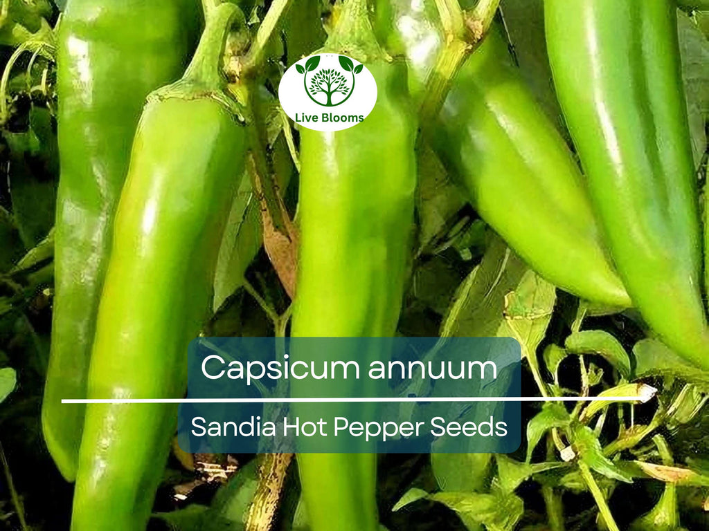 250 mg Sandia Hot Pepper Seeds - Capsicum annuum | New Mexican Heirloom for Planting, Spicy Chili Pepper for Salsas, Cooking, & Home Gardens