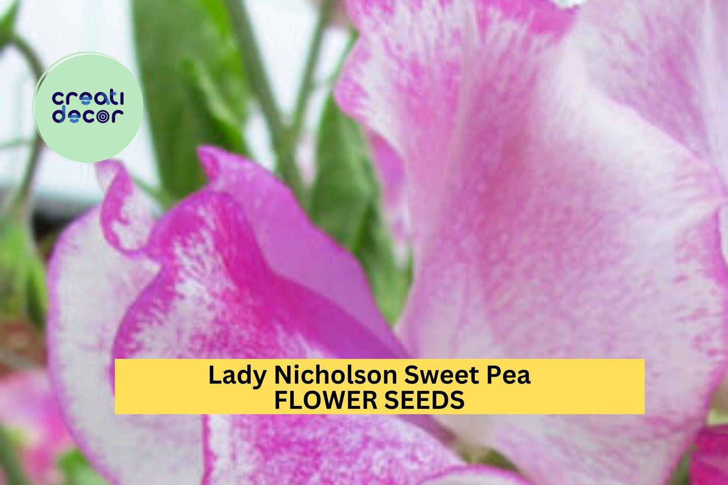 50+ Lady Nicholson Sweet Pea Seeds – Pale Pink Fragrant Blooms for Trellises, Fences, Bouquets & Pollinator Gardens – USA