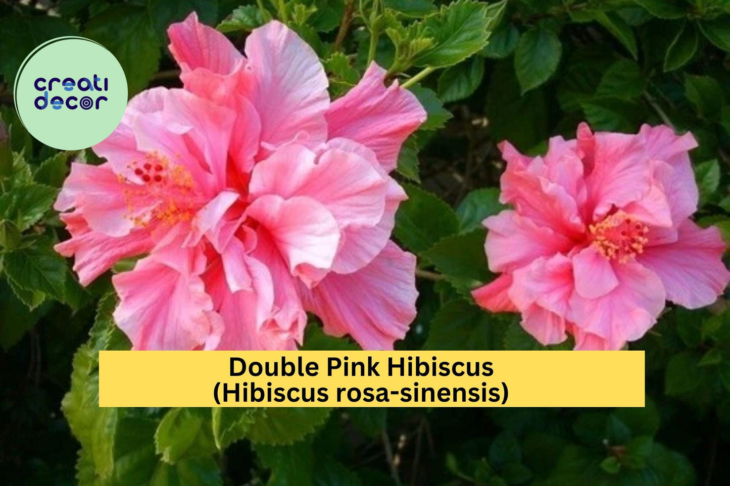 Double Pink Hibiscus Live Plant – Hibiscus rosa-sinensis – Tropical Flowering Shrub with Large Ruffled Blooms in Pot