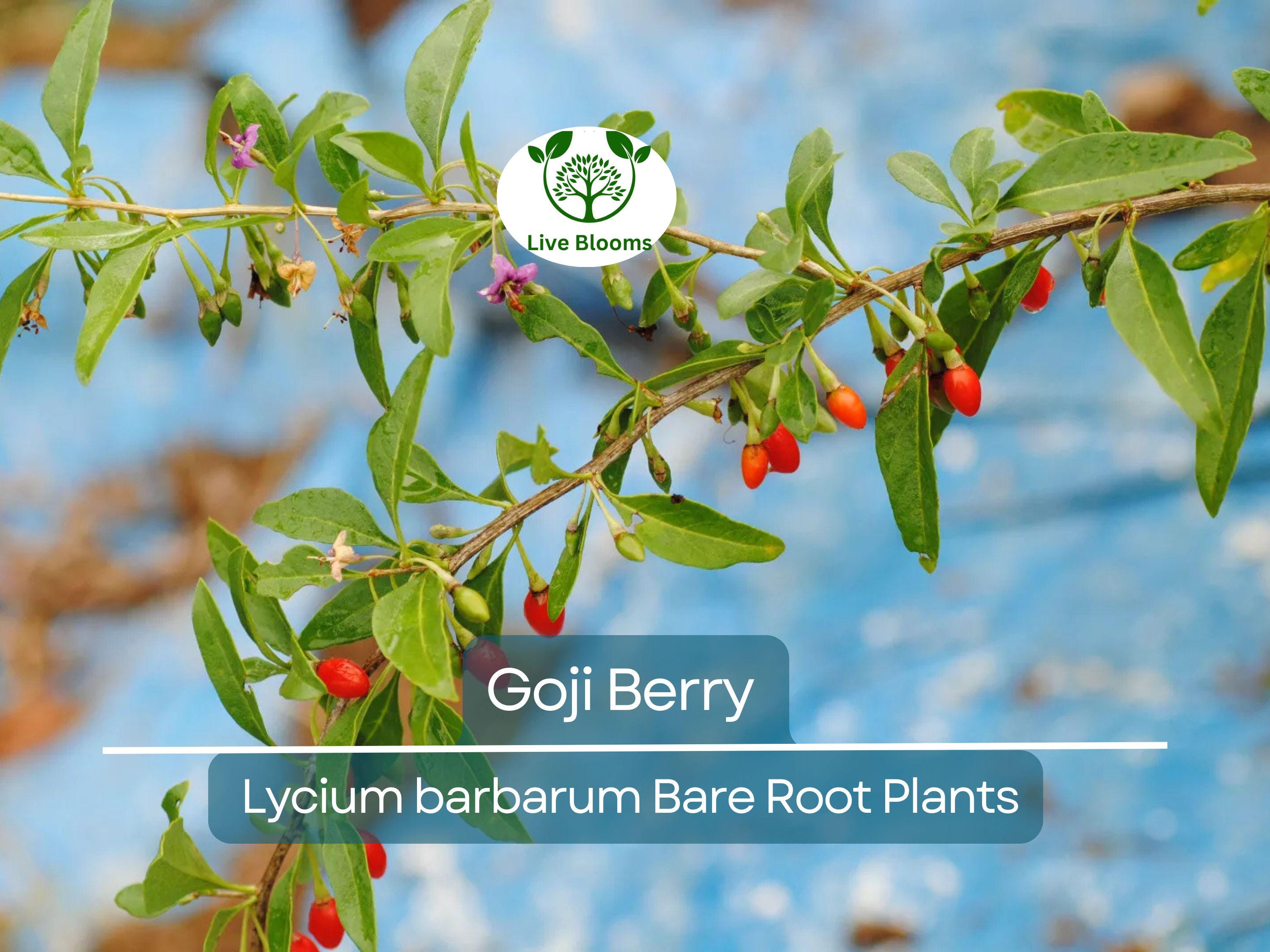 1 Goji Berry Lycium barbarum Bare Root Plants (Wolfberry) - Superfruit Shrub, Hardy Perennial, Non-GMO