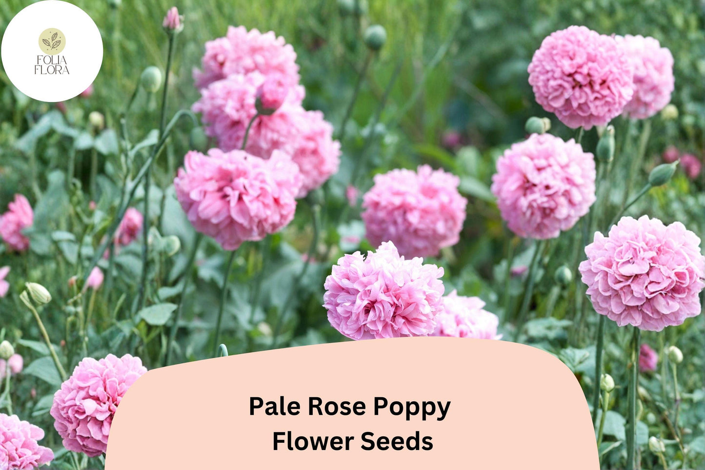 200+ Pale Rose Poppy Seeds for Garden Planting – Soft Pink Blooms, Easy to Grow Perennial Flowers