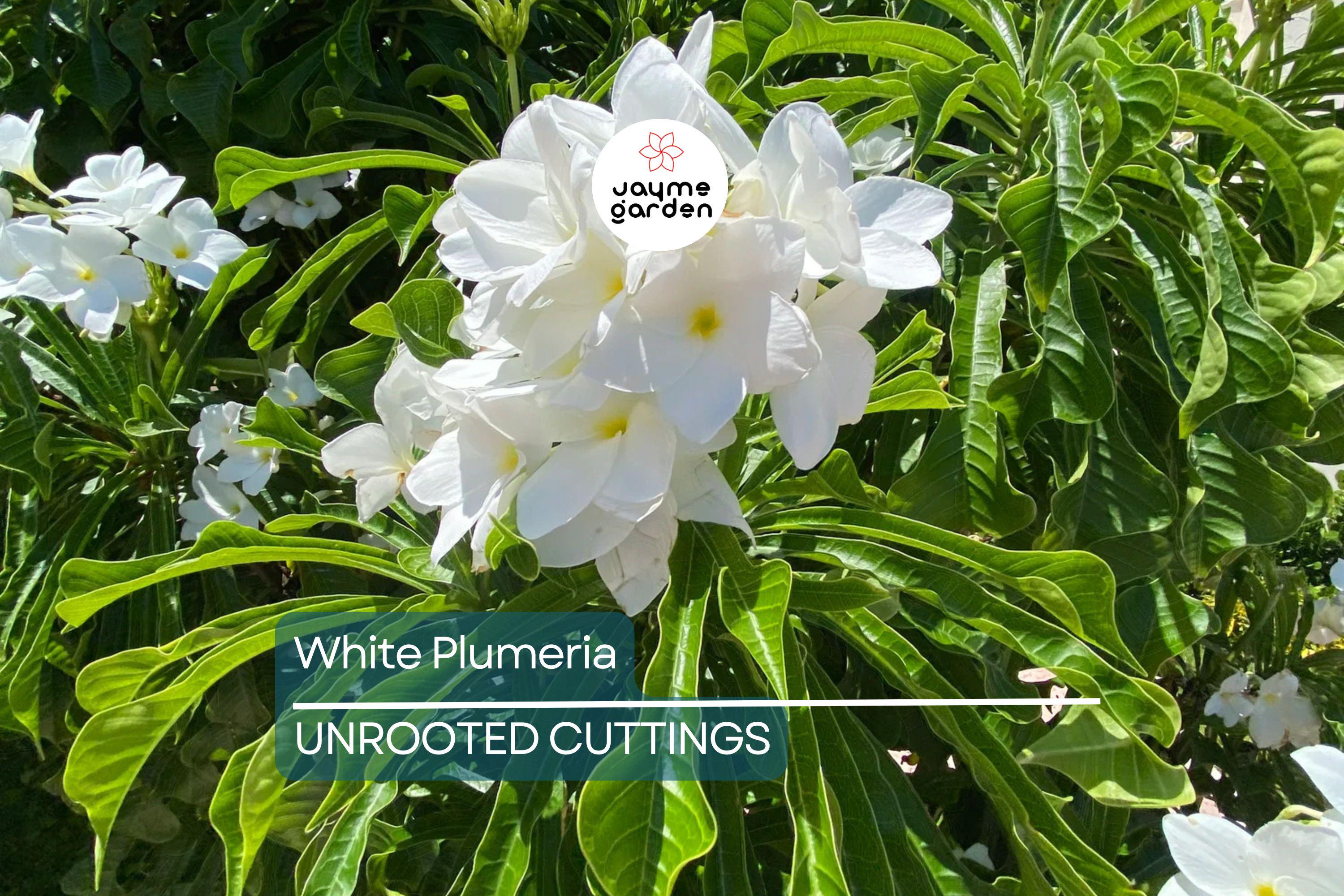 White Plumeria Tree Cutting 6-8" - Fresh Hawaiian Frangipani Plant for Garden & Home