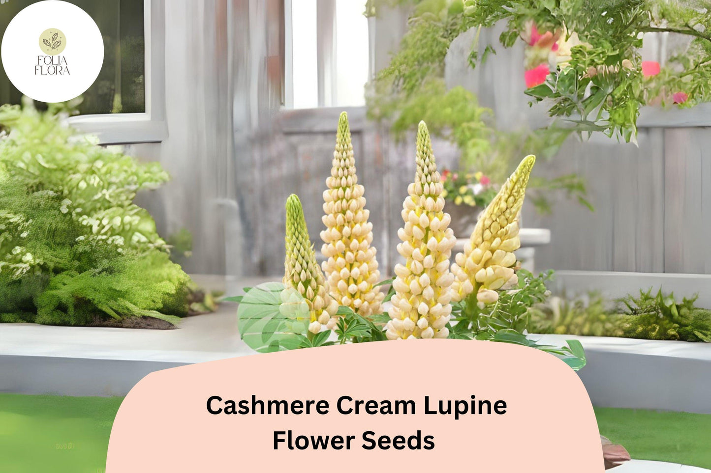 Lupinus ‘Cashmere Cream’ Lupine Seeds – 25+ Elegant Creamy White Blooms for Gardens & Pollinators