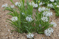 Ozark Bluestar – Amsonia illustris Seeds | 10 Seeds | Native Blue Flower Perennial | Pollinator-Friendly Garden Plant