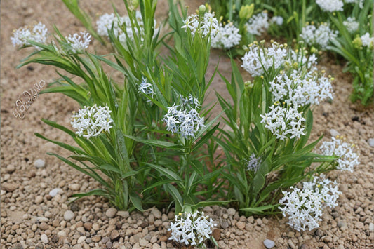Ozark Bluestar – Amsonia illustris Seeds | 10 Seeds | Native Blue Flower Perennial | Pollinator-Friendly Garden Plant