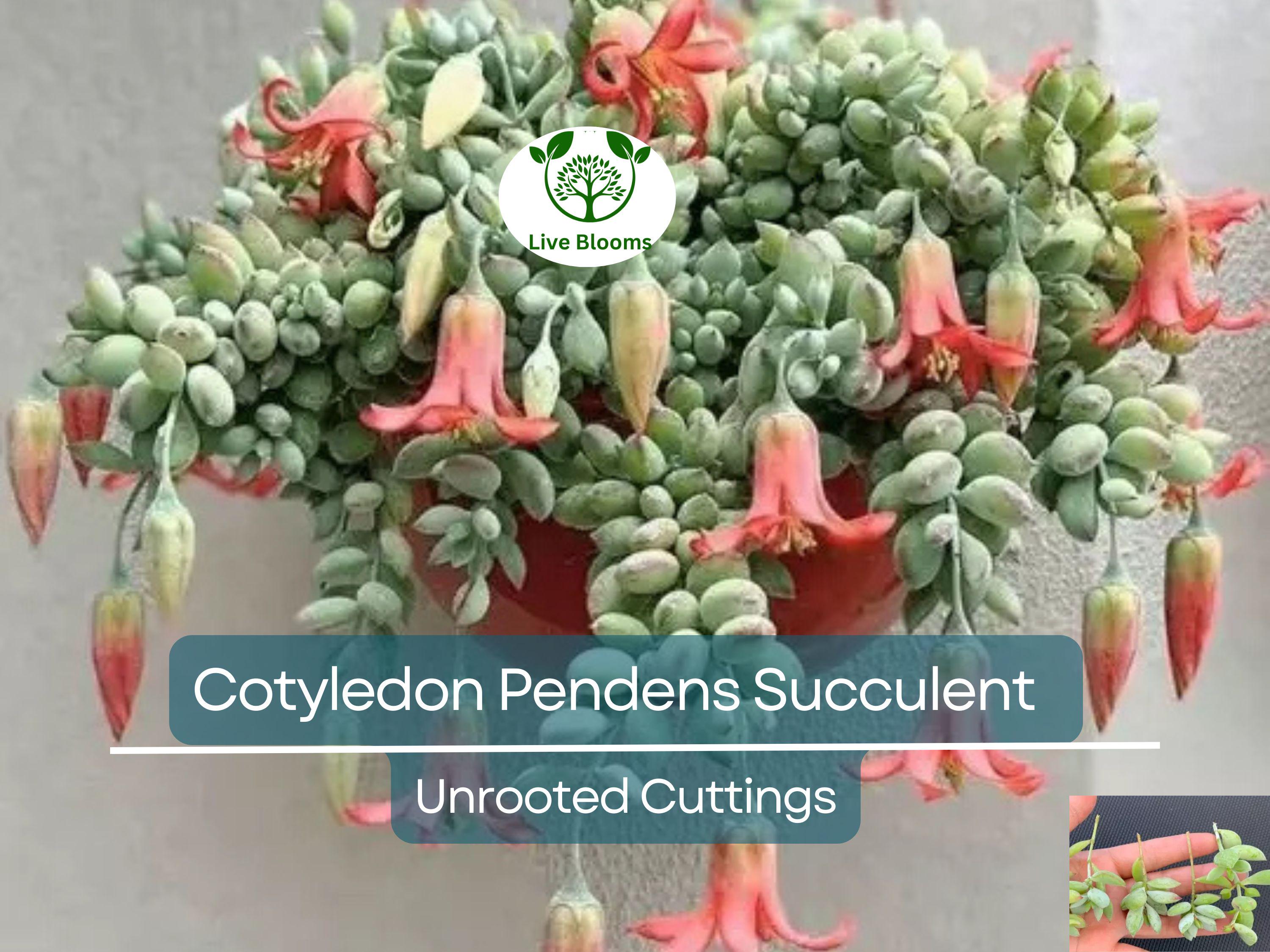 4 Unrooted Cotyledon Pendens Succulent Cuttings - 3-4 inch Long - Easy Grow, Propagation Plants