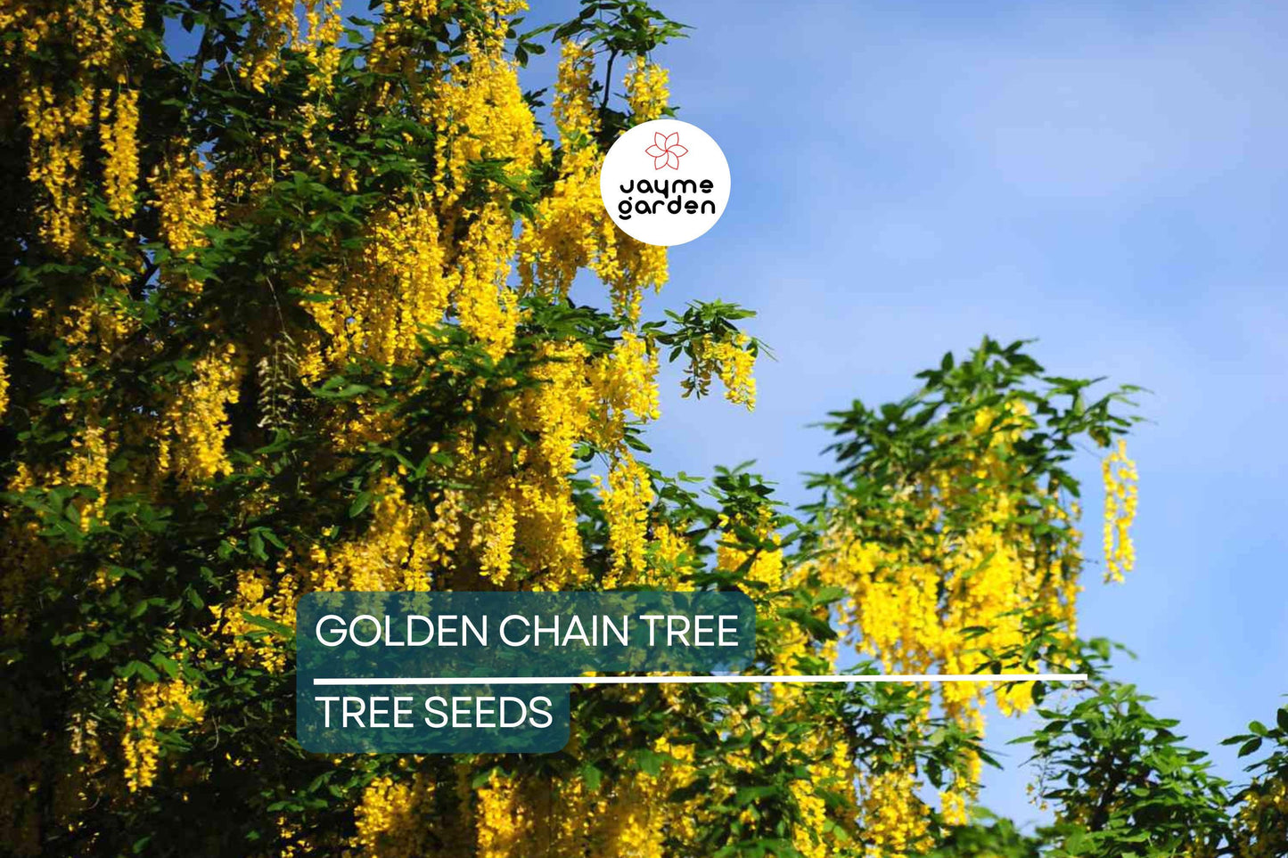 10 Golden Chain Tree Seeds (Laburnum anagyroides) – Wisteria-Like Golden-Yellow Flowers, Fast-Growing, USDA Zones 5-7, Fragrant Blooms