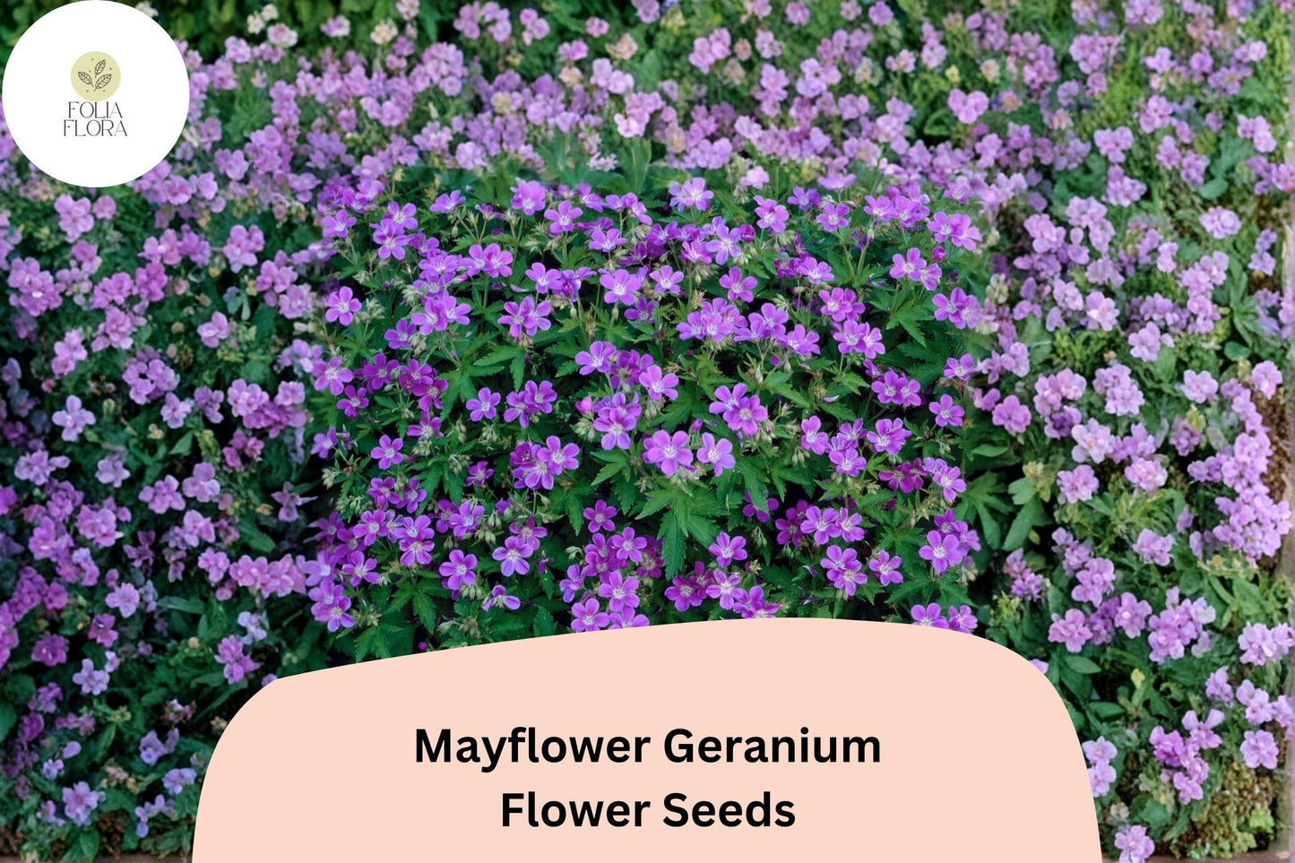 25+ Mayflower Geranium Seeds | Hardy Perennial | Purple Geranium Blooms for Garden & Pollinator Borders