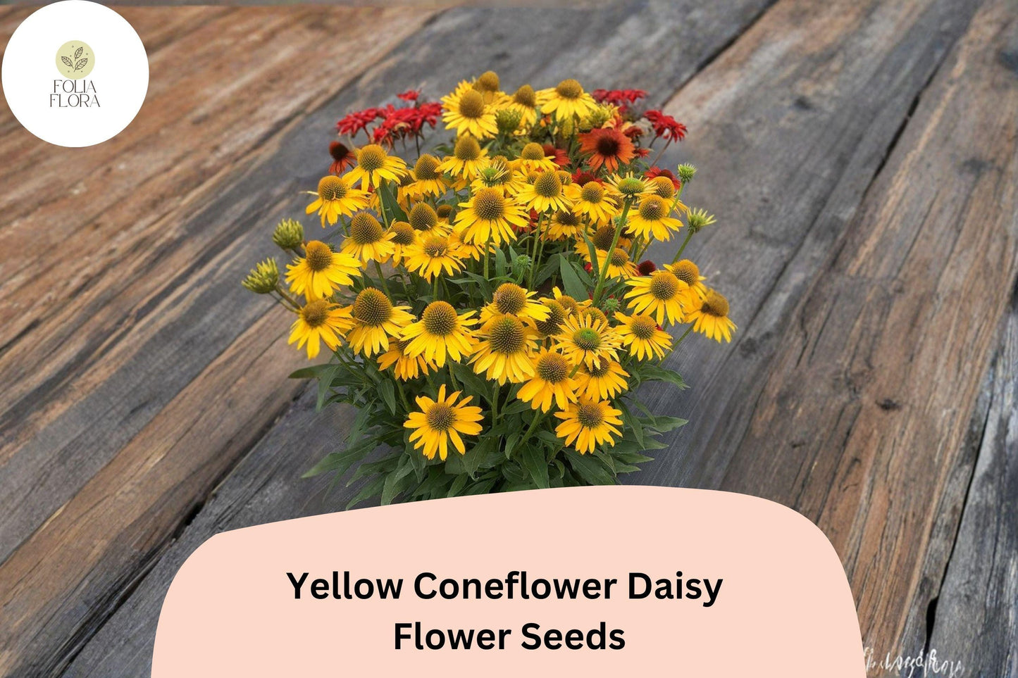 200+ Yellow Coneflower Daisy Seeds | Echinacea paradoxa | Golden Blooms | Hardy Perennial Flower for Pollinator Gardens
