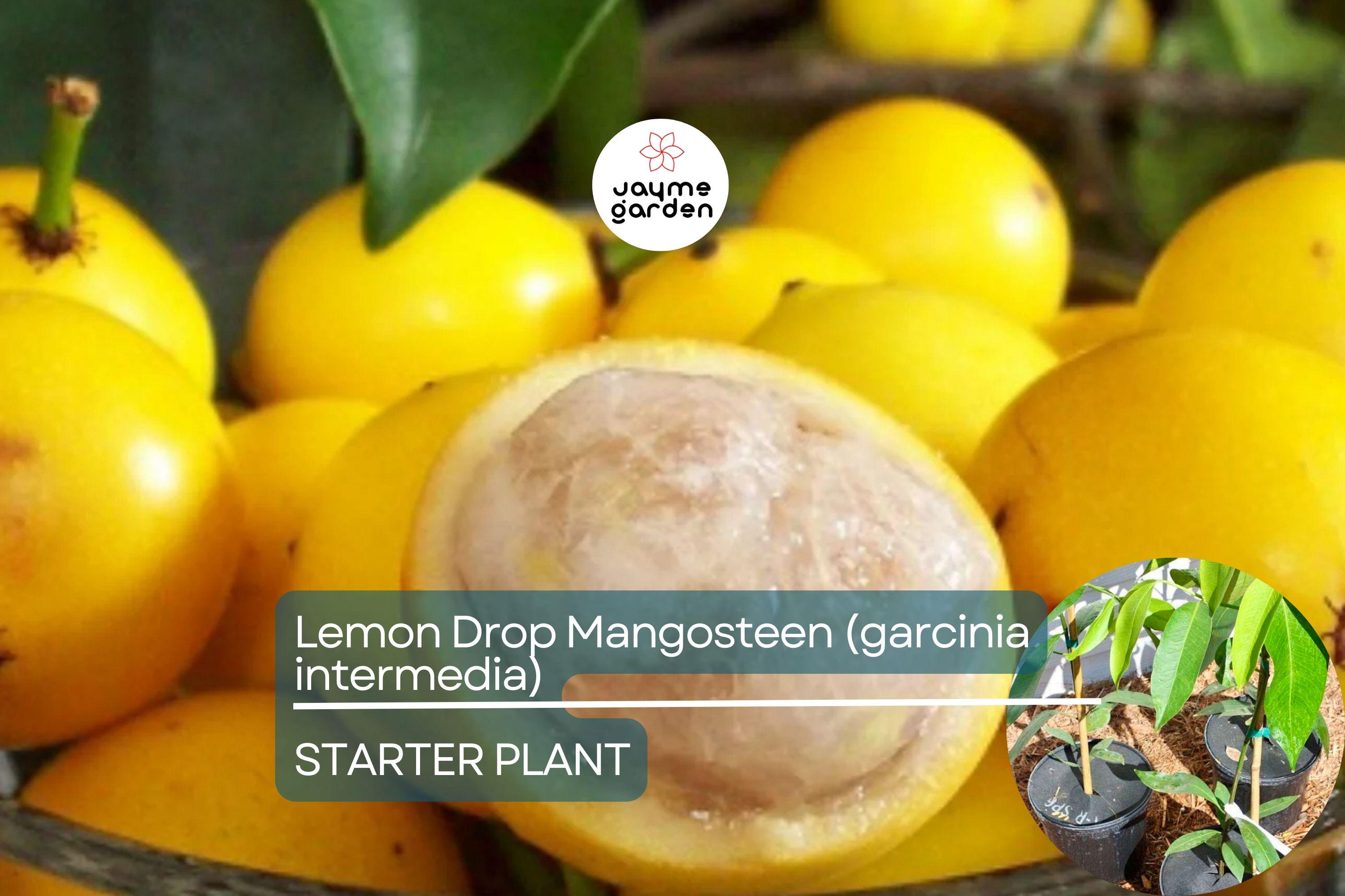 1 Lemon Drop Mangosteen Tree (Garcinia intermedia) Live Starter Plant 3″-12″ - Tangy Tropical Fruit for Gardens & Culinary Creations