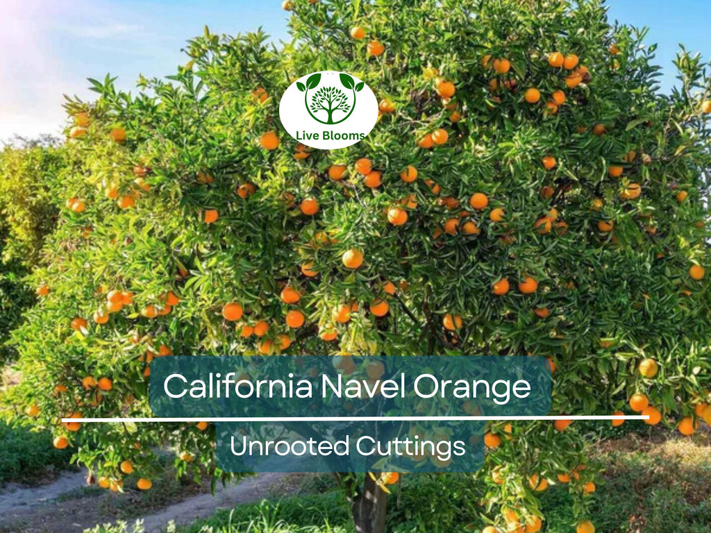 5pcs CALIFORNIA NAVEL ORANGE Unrooted Cuttings – Citrus sinensis, Sweet Orange Tree for Propagation