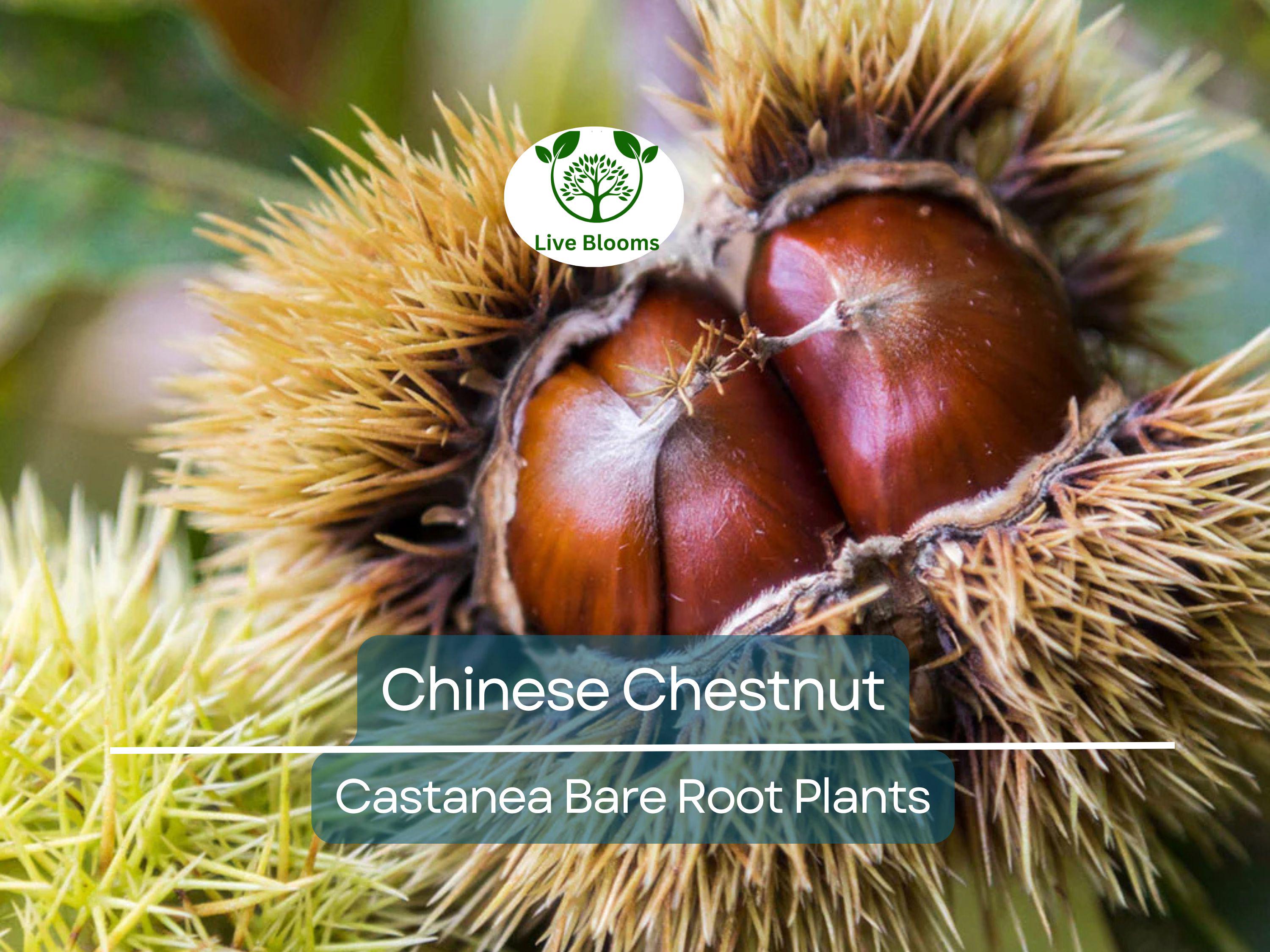 2 Chinese Chestnut Trees – Live Bare Root Nut Trees – Fast Growing, Hardy, Edible Nuts – Castanea mollissima Seedlings
