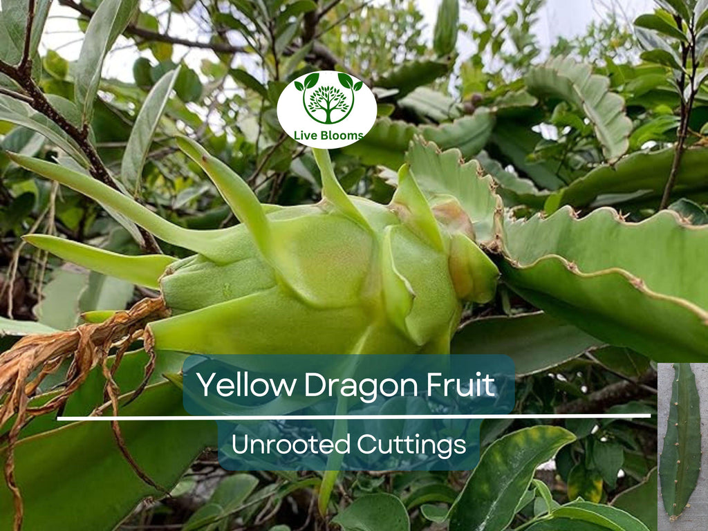1 Yellow Dragon Fruit Palora Variety Fresh Cutting 3-4" for Rooting, Hylocereus megalanthus, Sweet Yellow Fruit, Tropical Plant Cutting