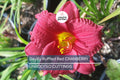 Cranberry Baby Daylily - Ruffled Red Blooms, Dwarf, Re-Blooming, Attracts Pollinators, USDA Zones 3-10