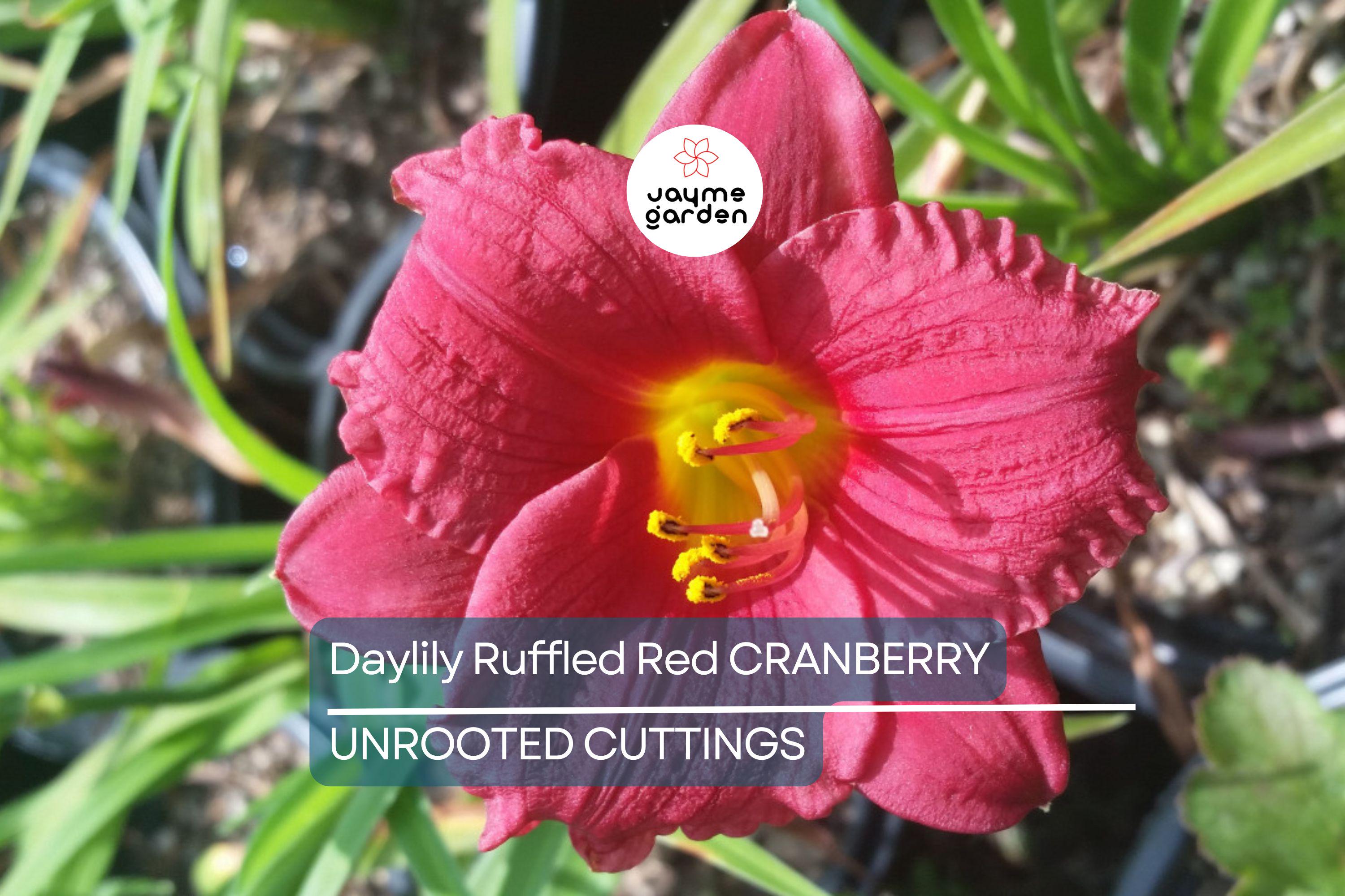 Cranberry Baby Daylily - Ruffled Red Blooms, Dwarf, Re-Blooming, Attracts Pollinators, USDA Zones 3-10