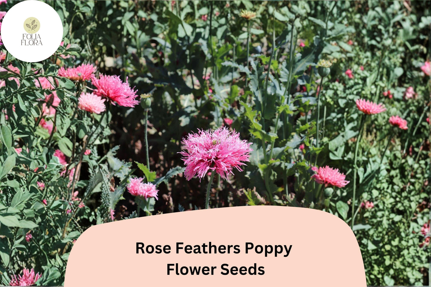 200+ Rose Feathers Poppy Seeds for Garden Planting – Soft Pink Feathery Blooms, Easy to Grow Perennial Wildflower