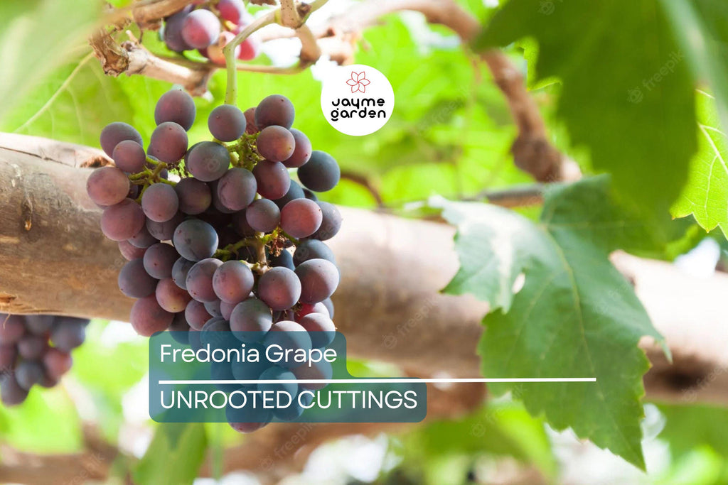 Fredonia Grape Cuttings | 5 Unrooted Cuttings | Organic| Easy to Grow | Cold-Hardy & Disease-Resistant