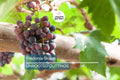 Fredonia Grape Cuttings | 5 Unrooted Cuttings | Organic| Easy to Grow | Cold-Hardy & Disease-Resistant
