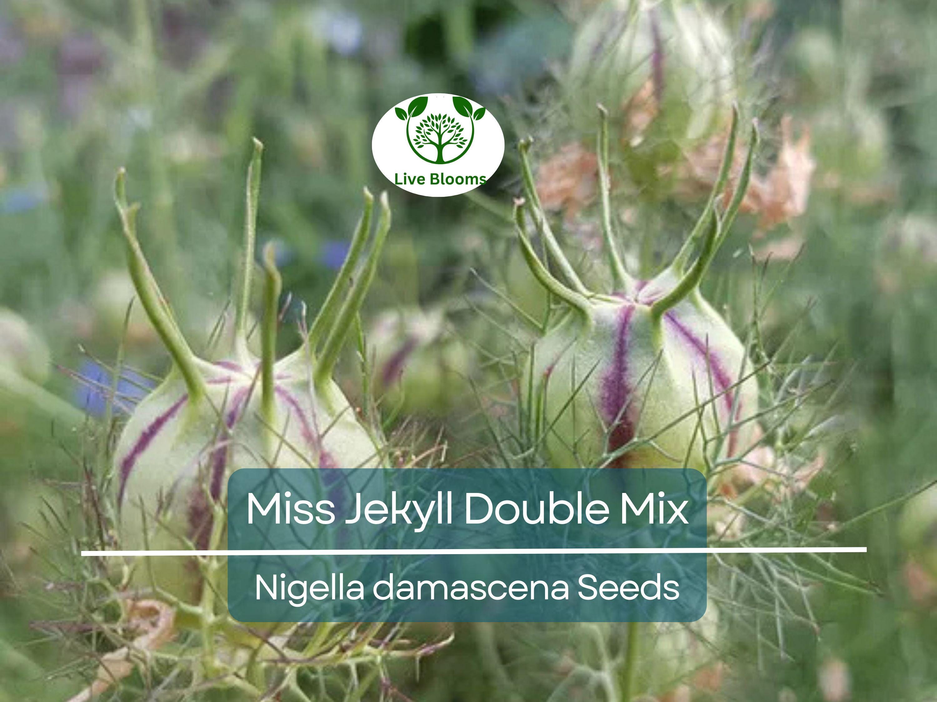 200 Love-in-a-Mist Seeds - Miss Jekyll Double Mix | Nigella damascena, Cottage Garden Flower, Non-GMO, Heirloom, Pollinator Friendly
