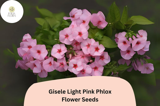 100+ Gisele Light Pink Phlox Seeds – Annual Garden Flowers, Phlox drummondii