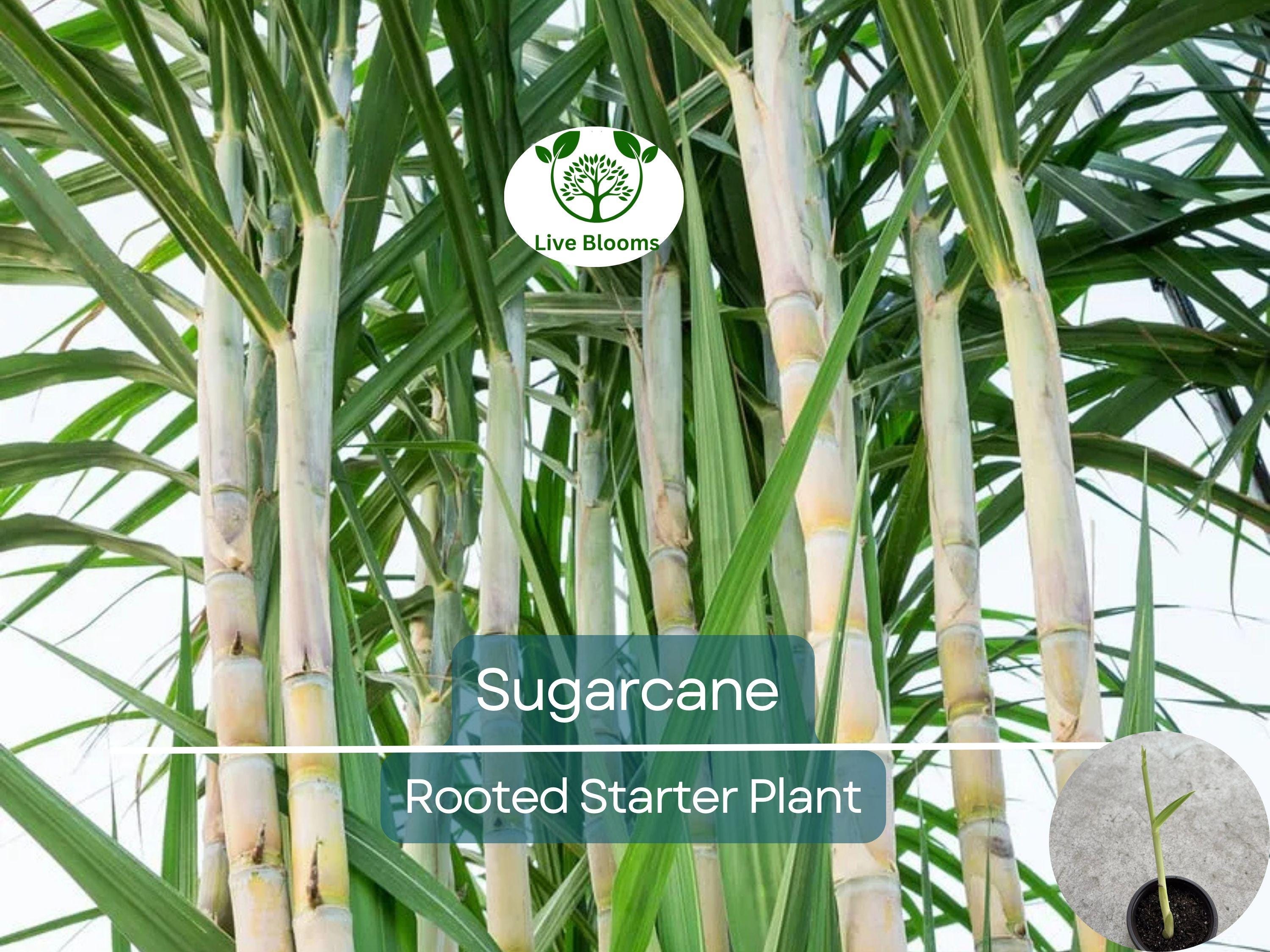 1 Rooted Sugarcane Plant 8" - Sweet Juicy Cutting, Ready to Plant, Saccharum officinarum, Perfect for Garden, Fresh Sugarcane, Easy to Grow
