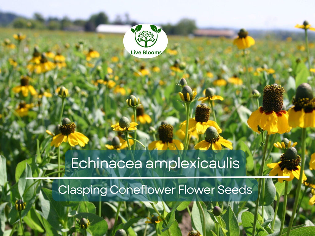 200 Seeds Clasping Coneflower (Echinacea amplexicaulis) - Hardy Perennial Wildflower, Attracts Pollinators, Easy to Grow, Ideal for Gardens