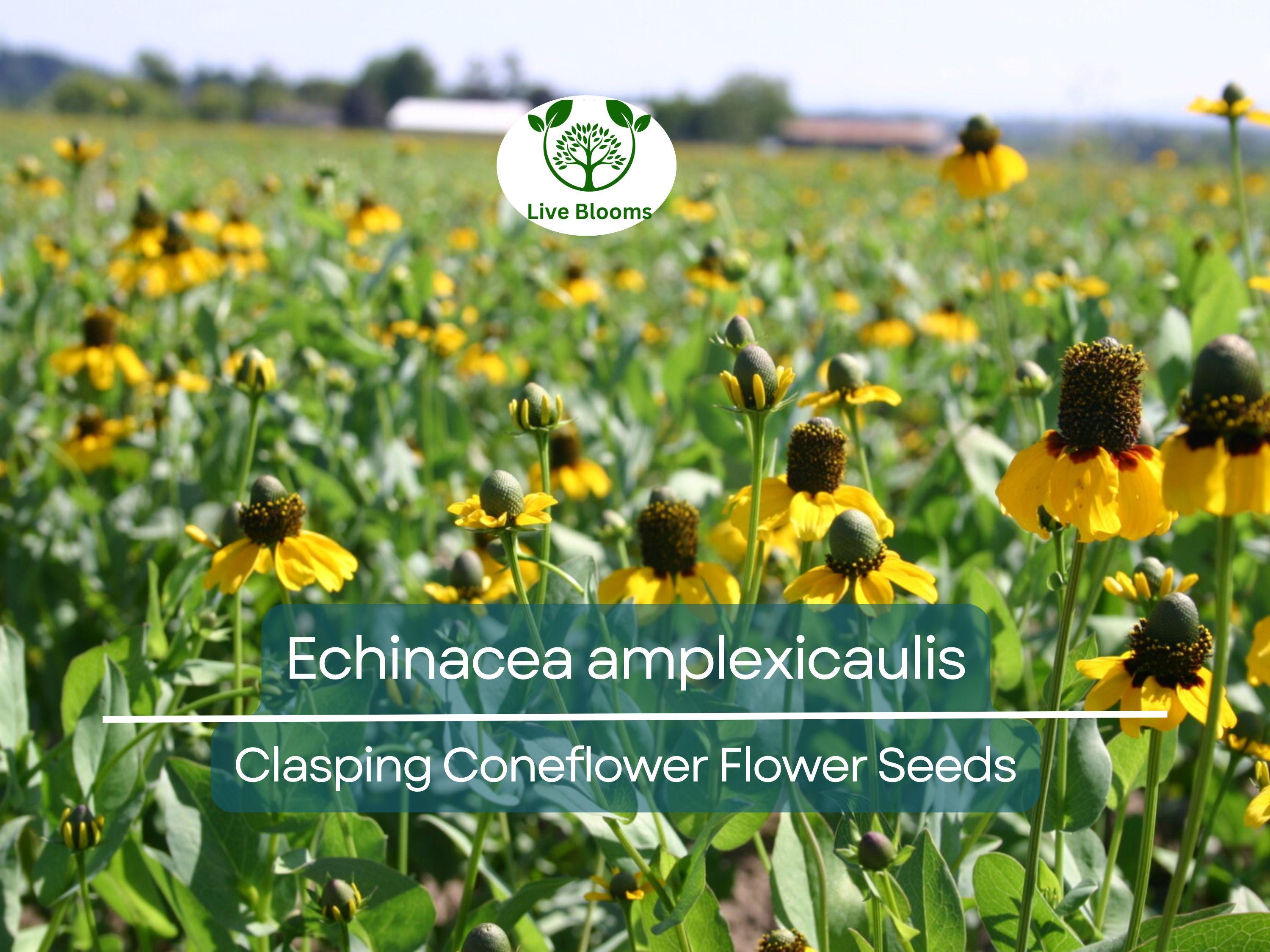 200 Seeds Clasping Coneflower (Echinacea amplexicaulis) - Hardy Perennial Wildflower, Attracts Pollinators, Easy to Grow, Ideal for Gardens