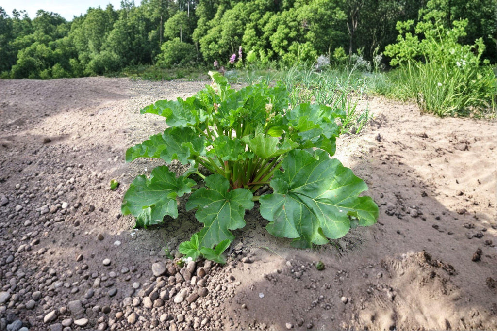 Rhubarb – Victoria 25 Seeds | Classic Heirloom Rhubarb | Large Stalks | Cold-Hardy Perennial