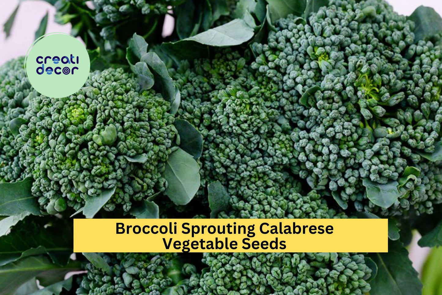 3pcs x 1g Broccoli Calabrese Seeds – Green Sprouting Heirloom for Garden Beds, Raised Rows, or Container Growing Seeds for Planting