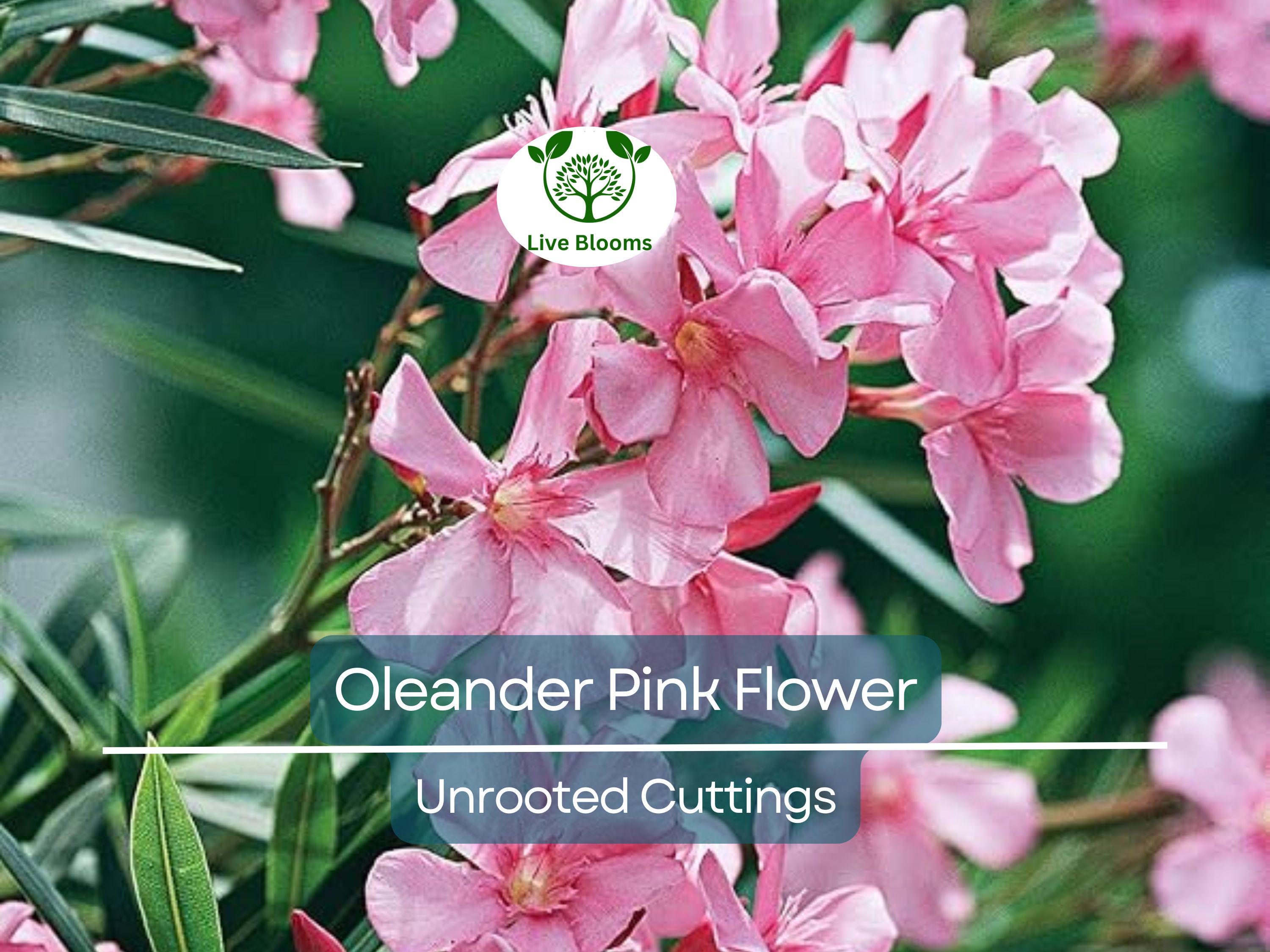 7 Oleander PINK Live Flower Plant Unrooted Cuttings, Nerium oleander, 7" Long, Ready to Root, Easy Propagation, Pink Flowering Shrub Cutting