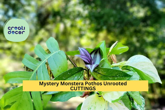 10 Unrooted Cutting Plants | Mystery Box Grower’s Choice | Includes Monstera, Pothos, More | Live Houseplant Starter Pack