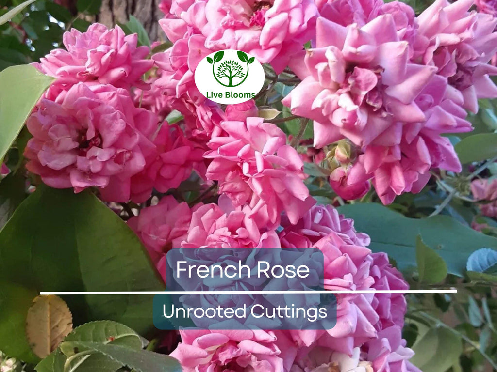 4 French Rose Unrooted Cuttings (Rosa) 6-8" - Premium Rose Bush Propagation - Perfect for Growing Your Own Rose Garden, Rooting & Planting