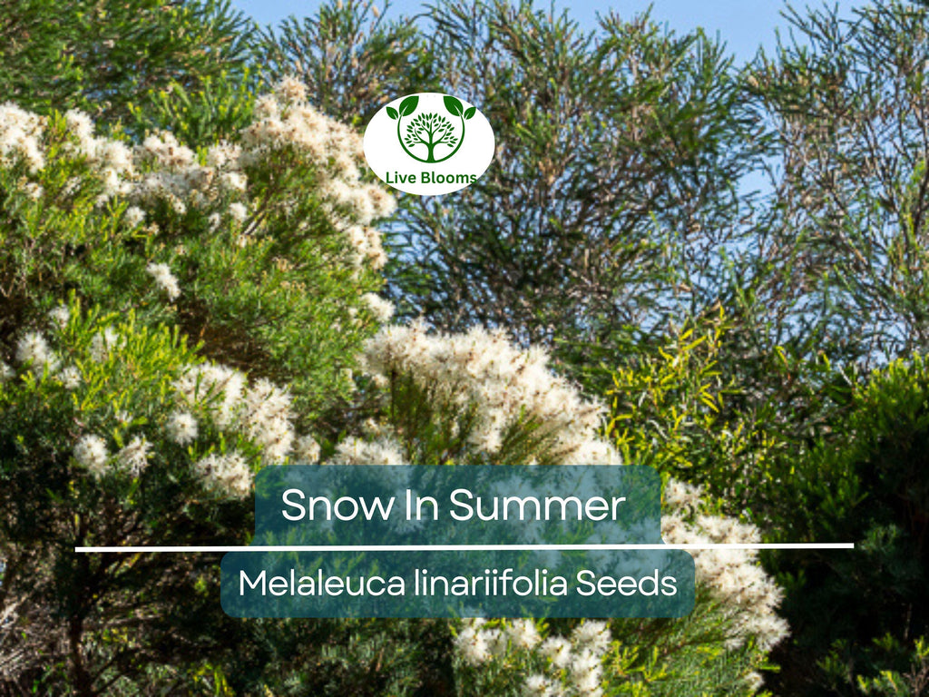 50 Snow In Summer Seeds (Melaleuca linariifolia) | Shrub | Fragrant & Hardy, Perfect for Gardens Aromatic