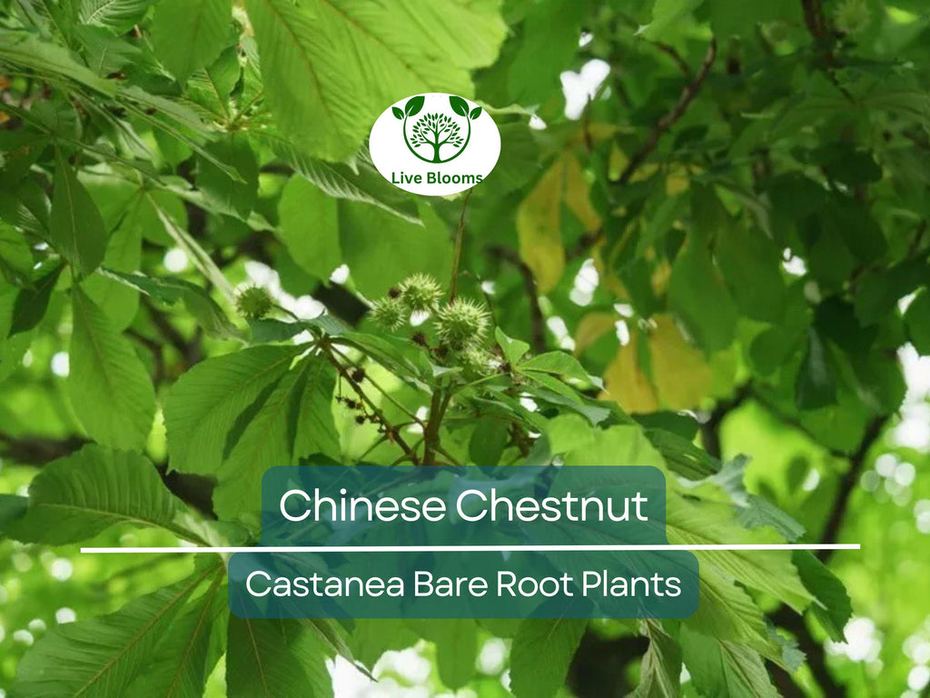 2 Chinese Chestnut Trees – Live Bare Root Nut Trees – Fast Growing, Hardy, Edible Nuts – Castanea mollissima Seedlings