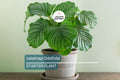 Calathea Orbifolia Seedling – 4-8” Tropical Starter Plant, Ornamental Indoor Houseplant with Striking Silvery-Green Foliage